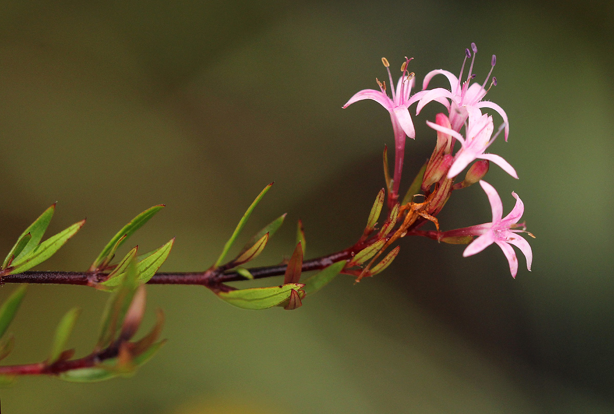Otiophora inyangana subsp. parvifolia