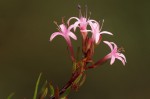 Otiophora inyangana subsp. parvifolia