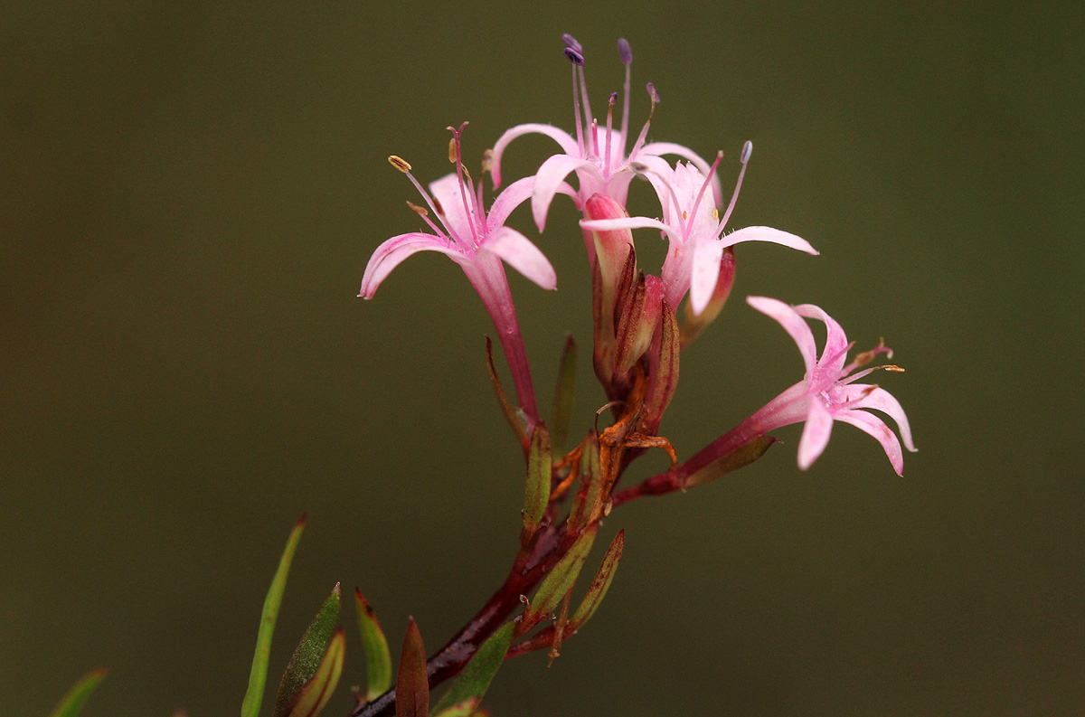 Otiophora inyangana subsp. parvifolia
