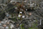 Otiophora inyangana subsp. parvifolia