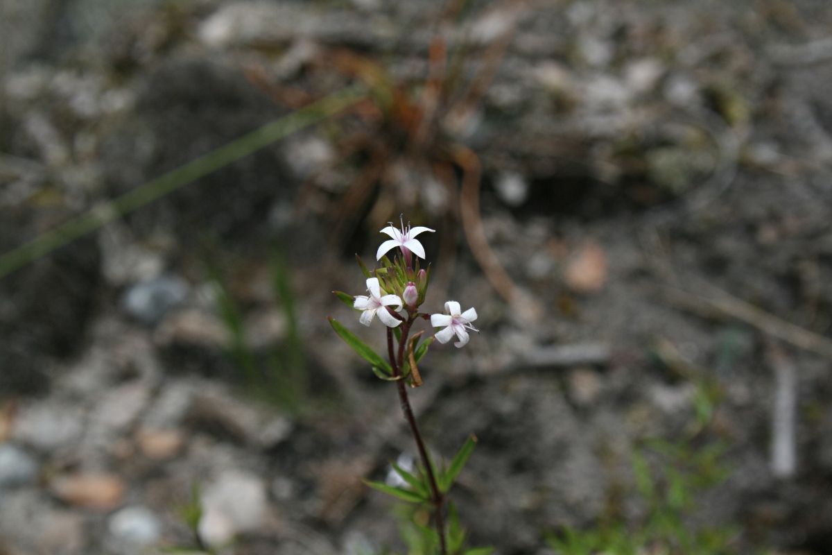 Otiophora inyangana subsp. parvifolia