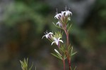 Otiophora inyangana subsp. parvifolia
