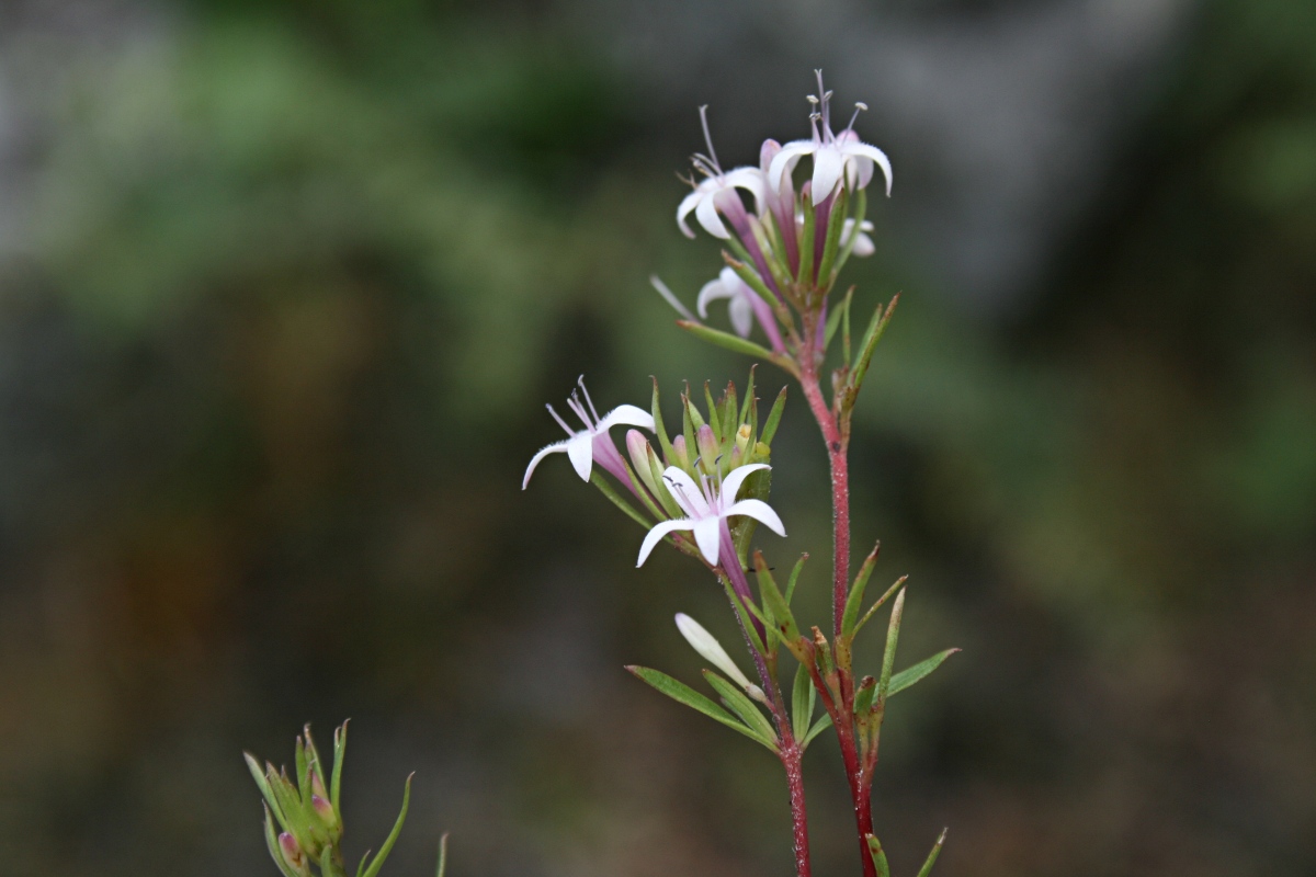 Otiophora inyangana subsp. parvifolia