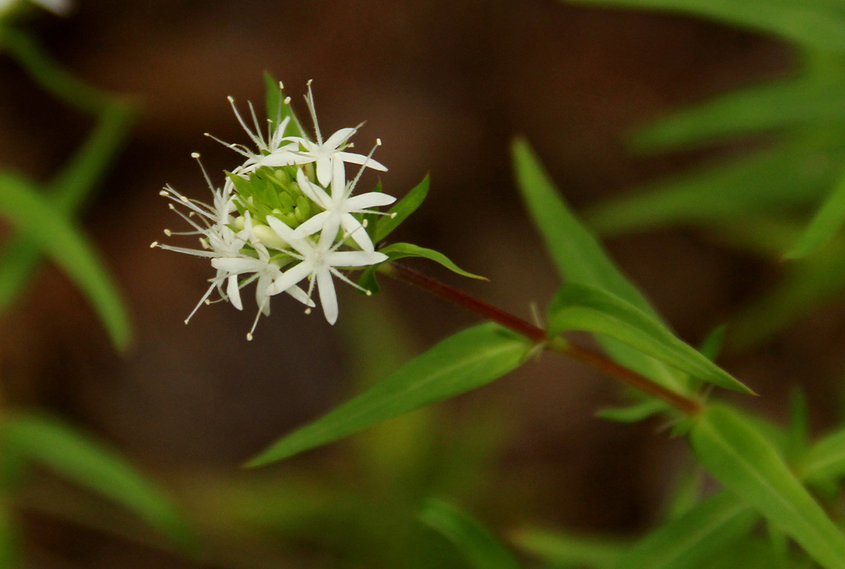 Otiophora lanceolata