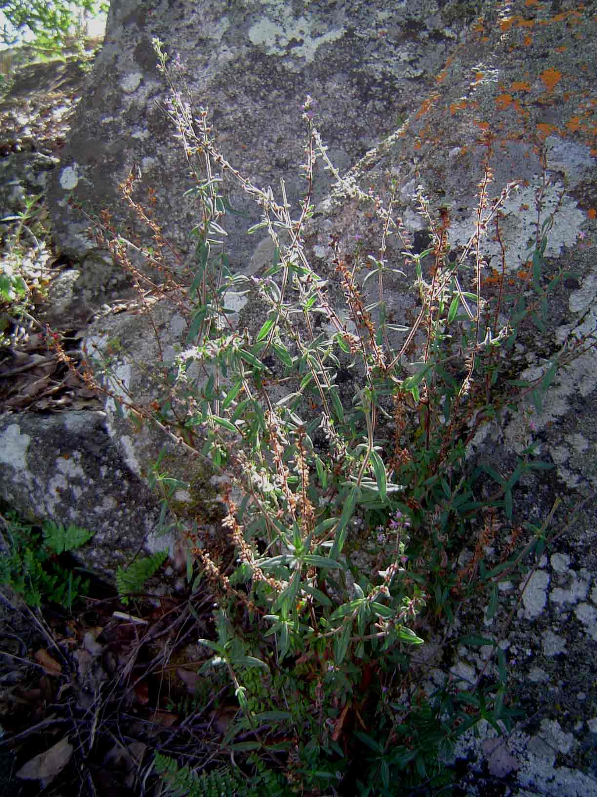 Otiophora scabra subsp. scabra