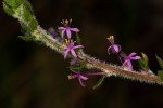 Otiophora scabra subsp. scabra