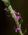 Otiophora scabra subsp. scabra