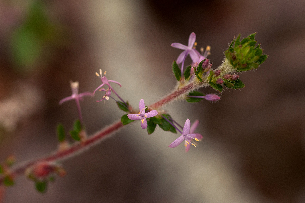 Otiophora scabra subsp. scabra