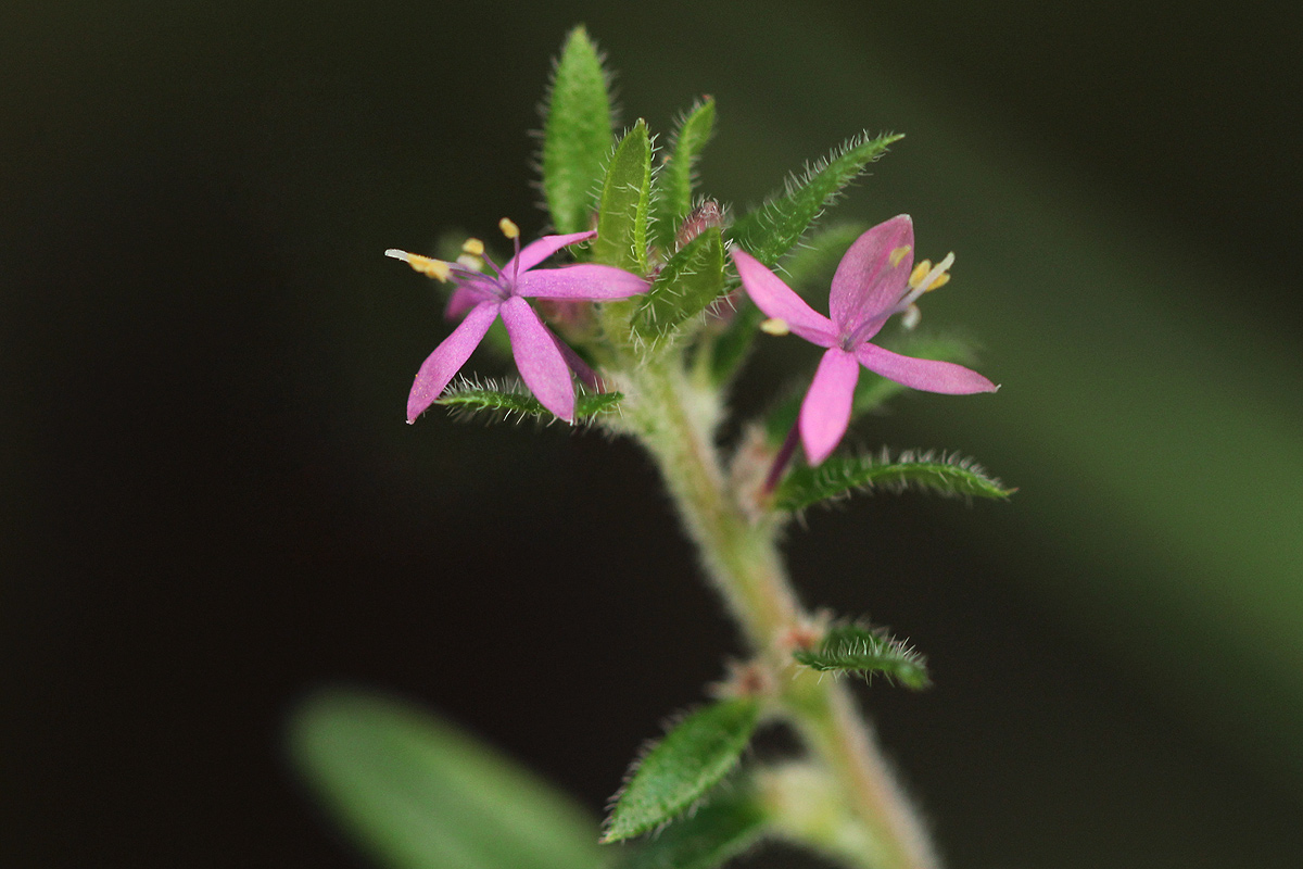 Otiophora scabra subsp. scabra