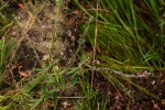 Otiophora scabra subsp. scabra