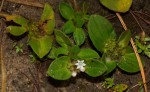 Richardia brasiliensis