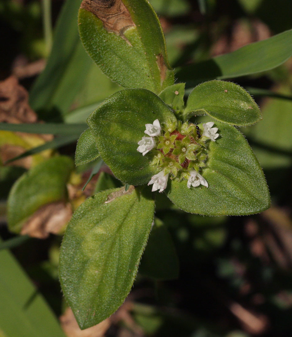 Richardia brasiliensis