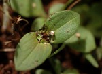 Richardia brasiliensis