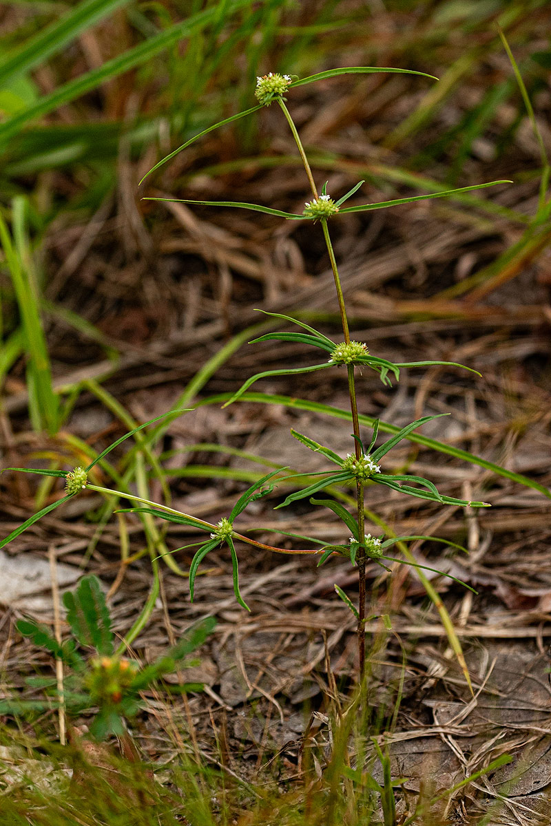 Spermacoce chaetocephala