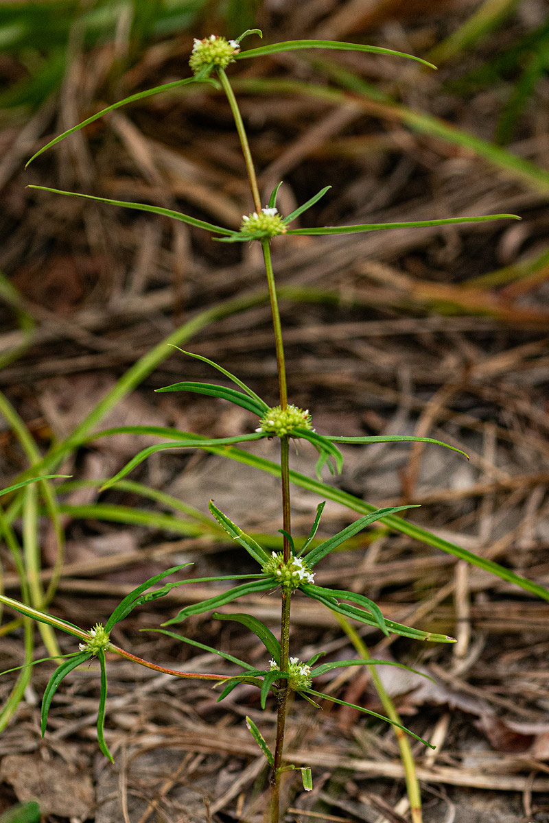 Spermacoce chaetocephala