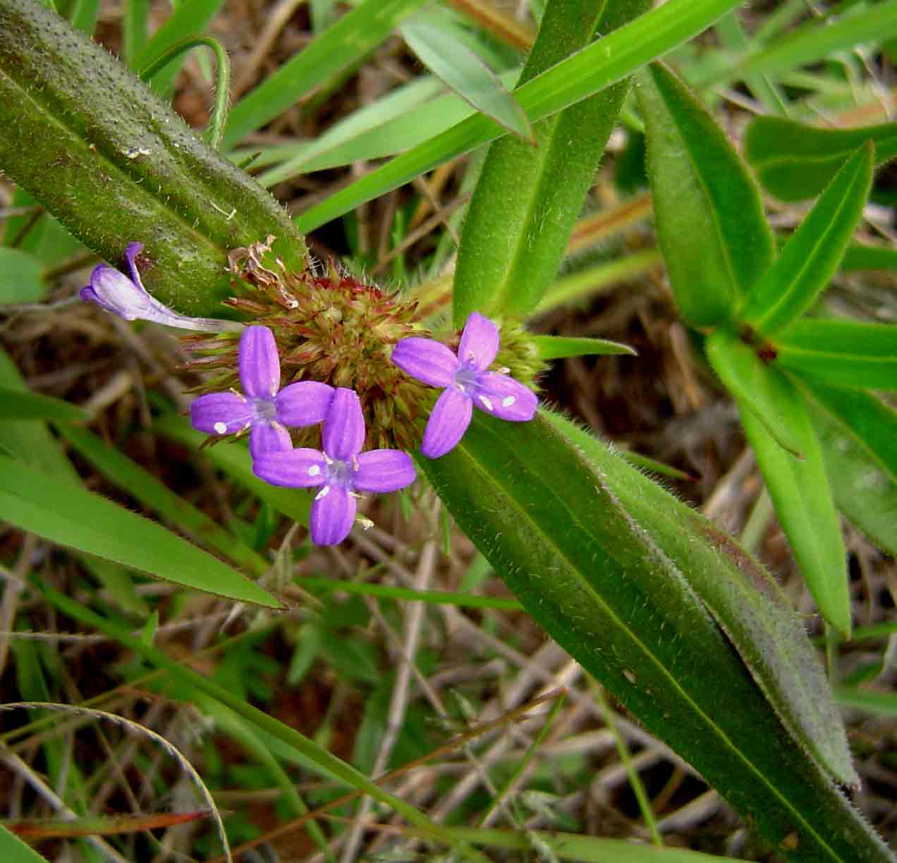 Spermacoce dibrachiata