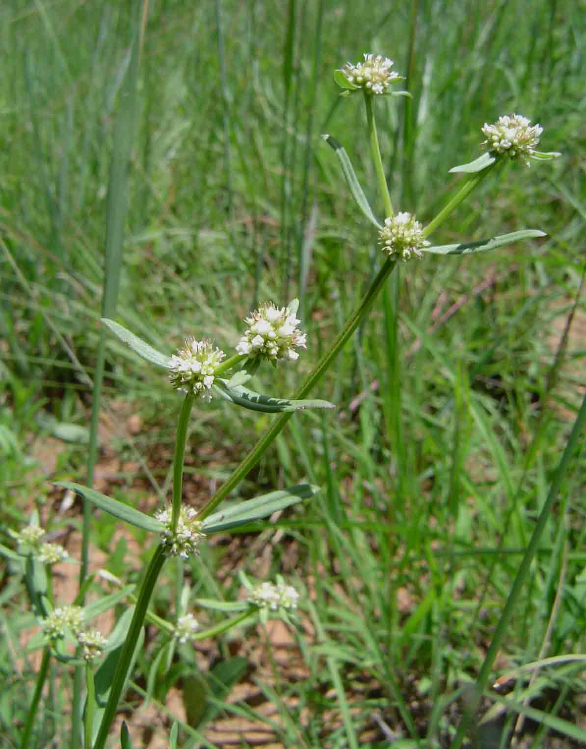 Spermacoce natalensis