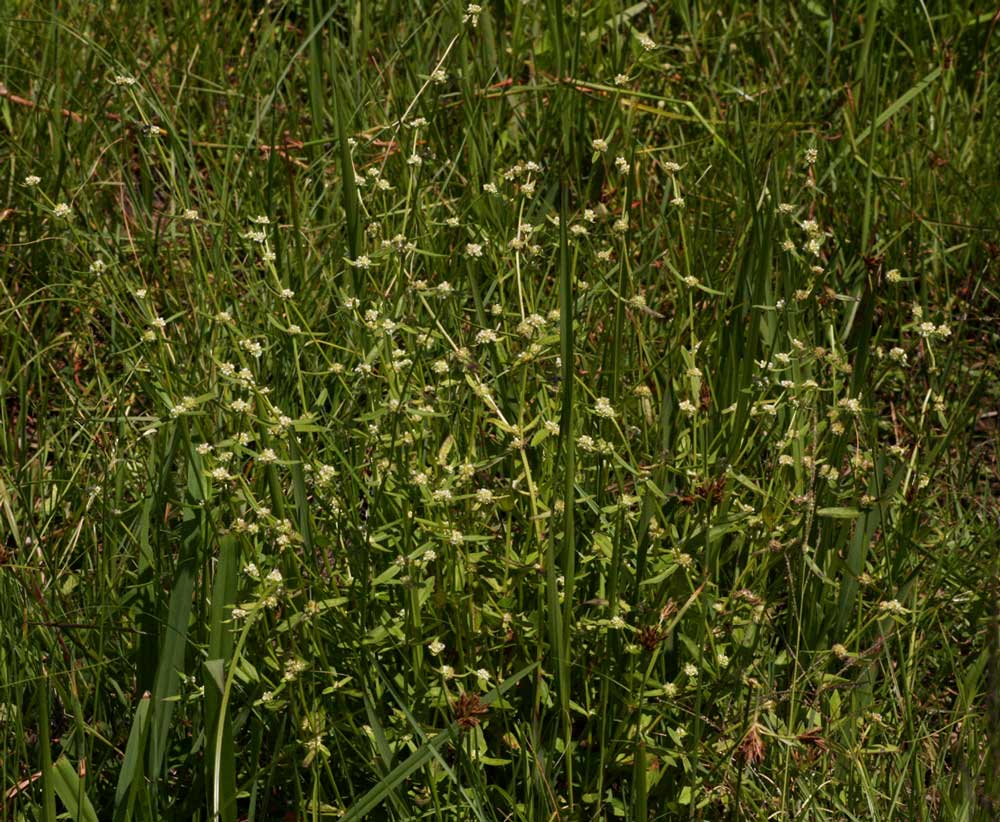 Spermacoce natalensis