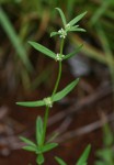 Spermacoce natalensis