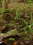Spermacoce pusilla