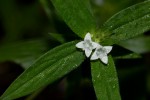 Spermacoce senensis