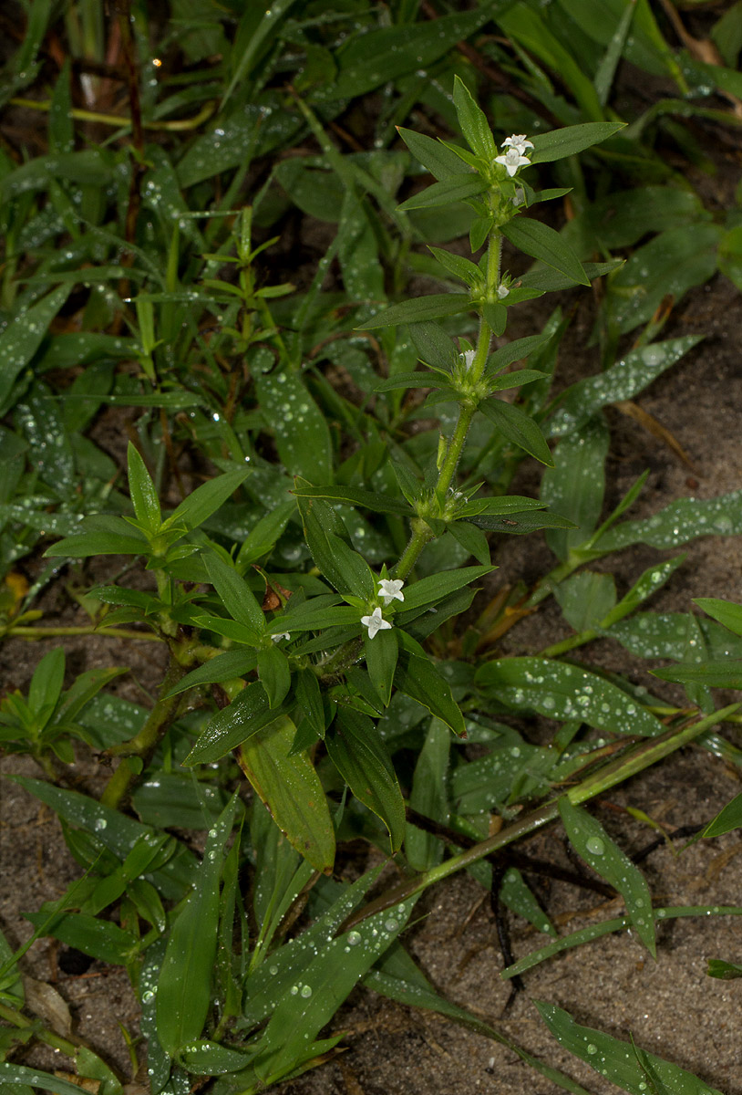 Spermacoce senensis
