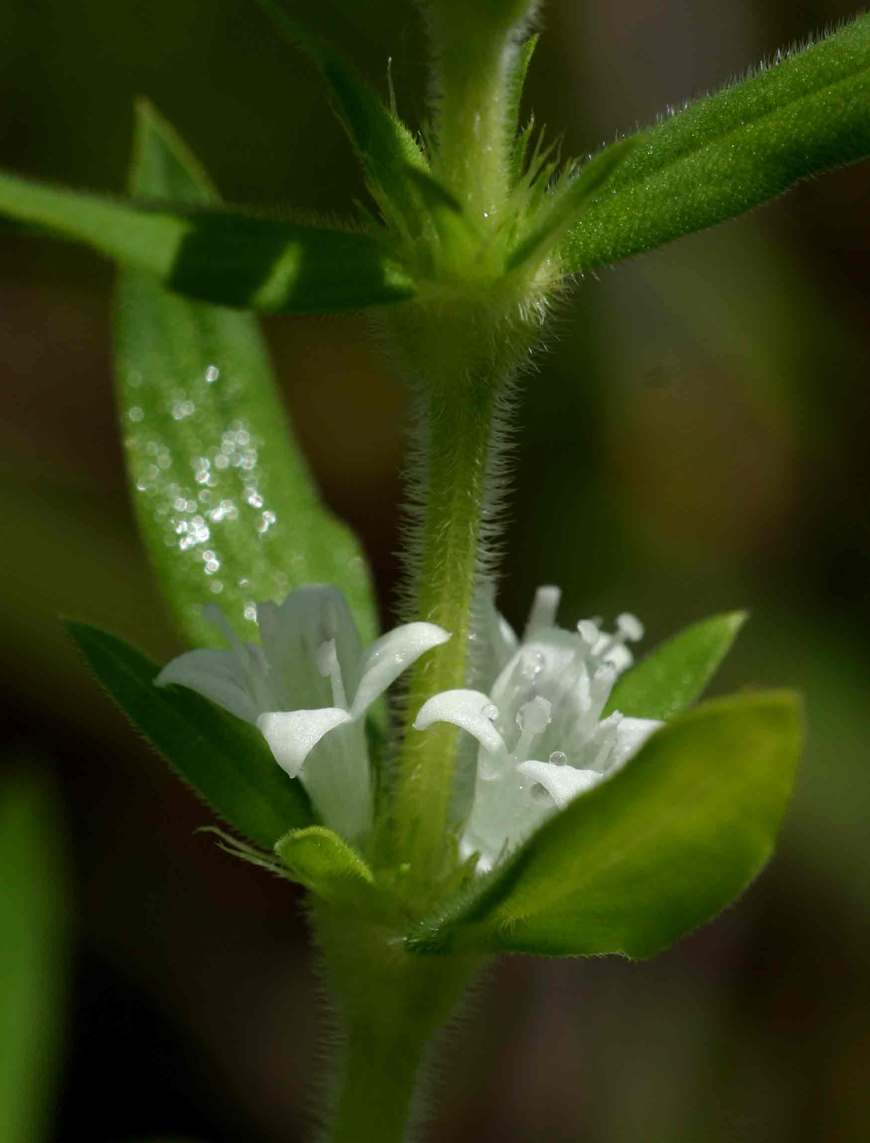 Spermacoce senensis