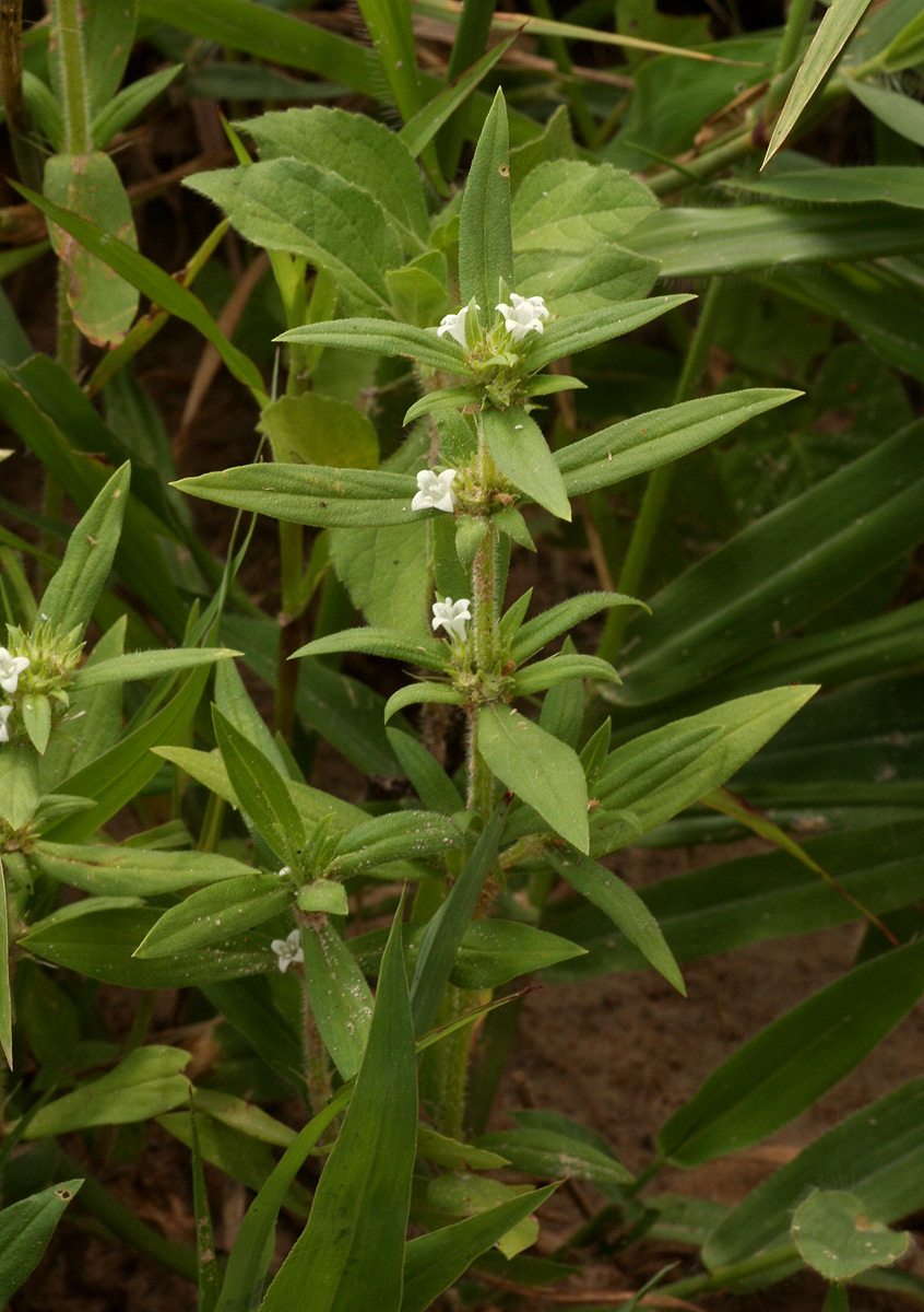 Spermacoce senensis