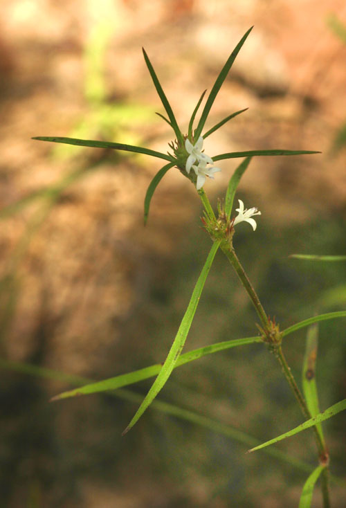 Spermacoce subvulgata var. subvulgata