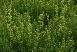 Galium bussei
