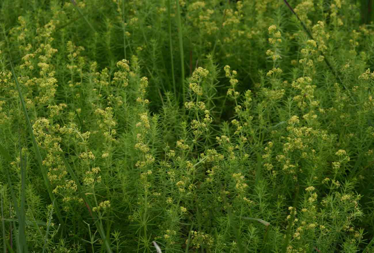 Galium bussei