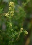 Galium bussei