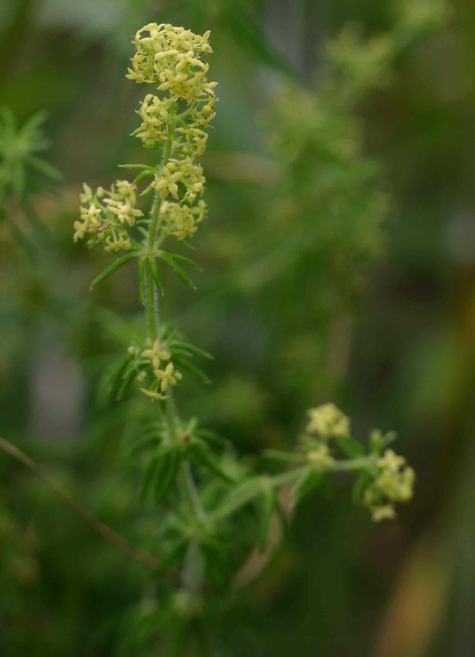 Galium bussei