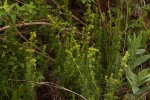 Galium bussei