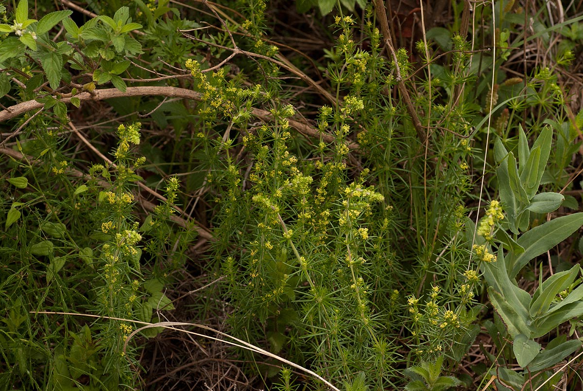 Galium bussei