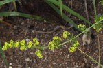 Galium bussei