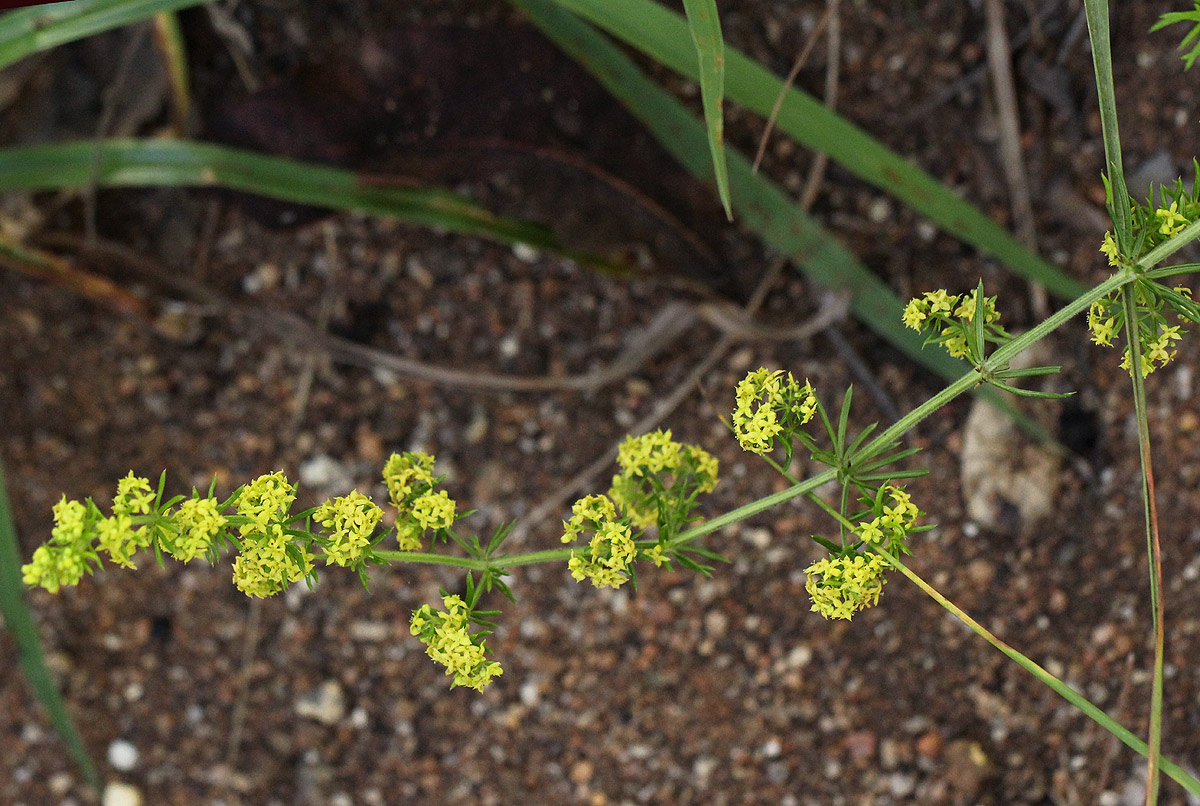 Galium bussei