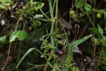 Rubia cordifolia subsp. conotricha