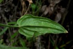 Rubia cordifolia subsp. conotricha