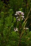 Valeriana capensis var. capensis
