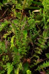 Valeriana capensis var. capensis