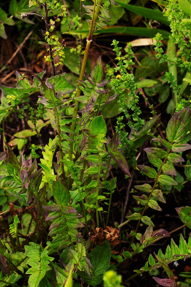 Valeriana capensis var. capensis