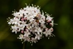 Valeriana capensis var. capensis