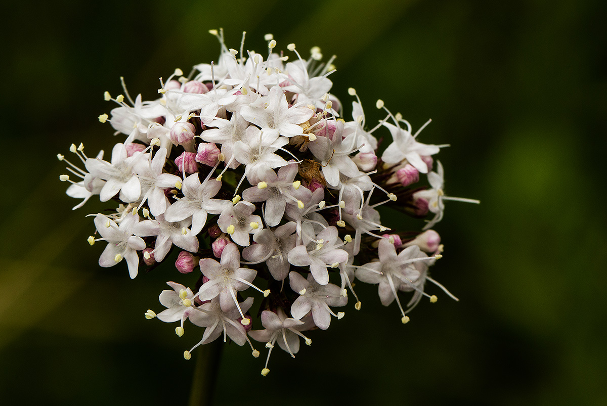 Valeriana capensis var. capensis
