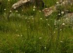 Cephalaria pungens