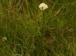 Cephalaria pungens