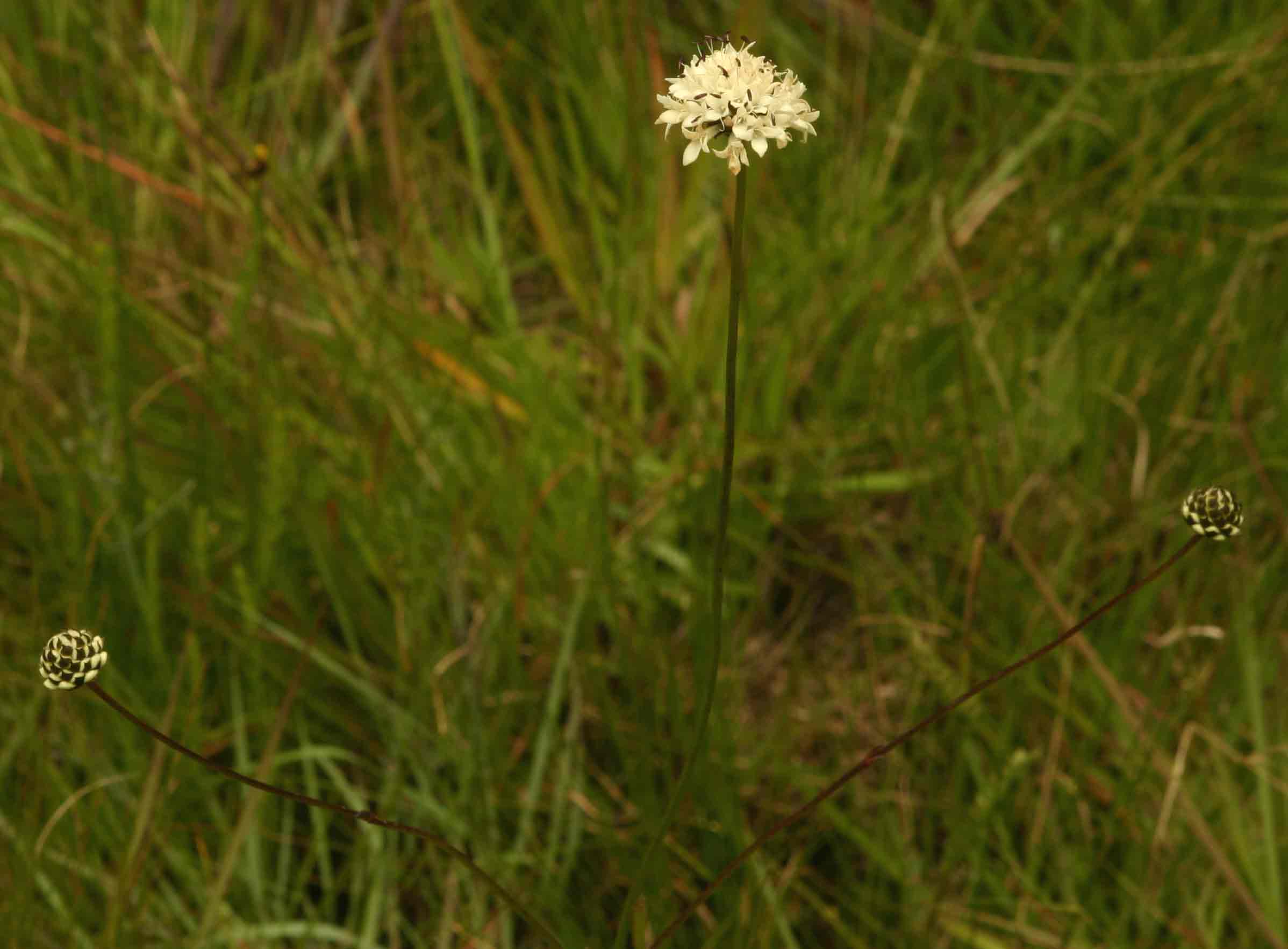 Cephalaria pungens