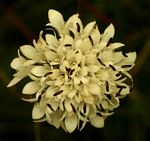 Cephalaria pungens