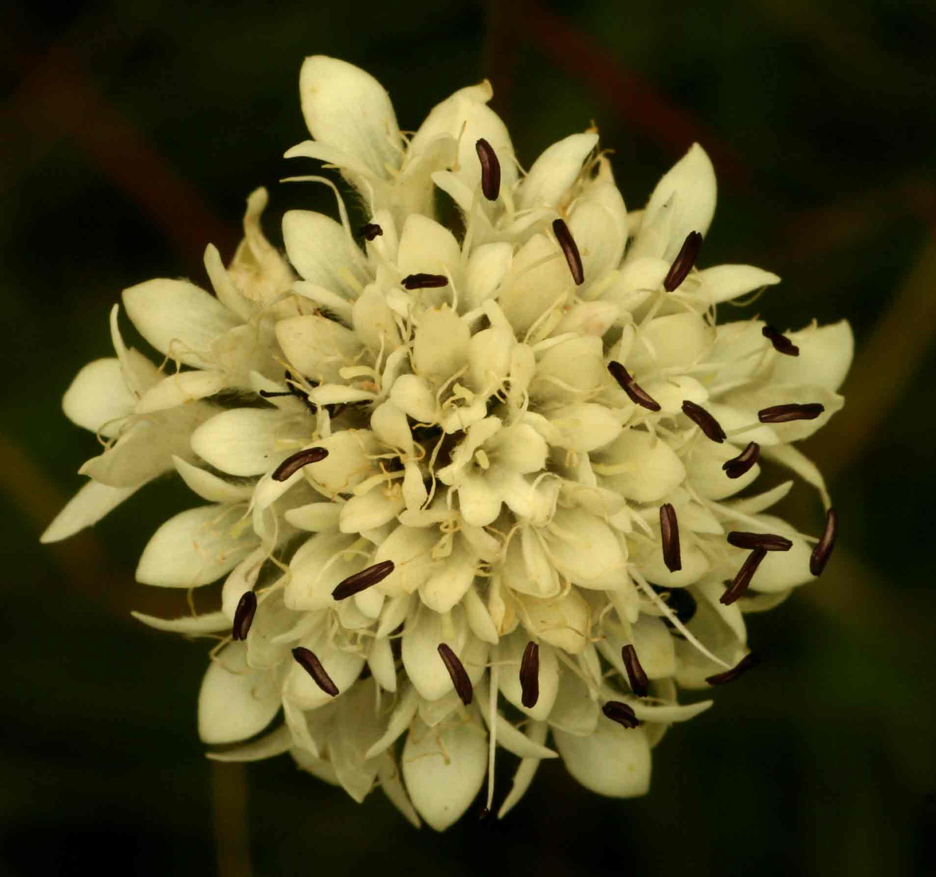Cephalaria pungens