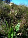 Cephalaria pungens